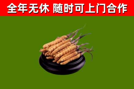 龙沙回收冬虫夏草