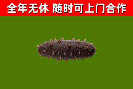 龙沙回收海参干